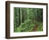 Silver Falls Trail, Mt. Rainier National Park, Washington, USA-Jamie & Judy Wild-Framed Photographic Print