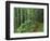 Silver Falls Trail, Mt. Rainier National Park, Washington, USA-Jamie & Judy Wild-Framed Photographic Print