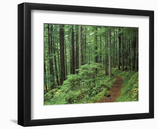 Silver Falls Trail, Mt. Rainier National Park, Washington, USA-Jamie & Judy Wild-Framed Photographic Print