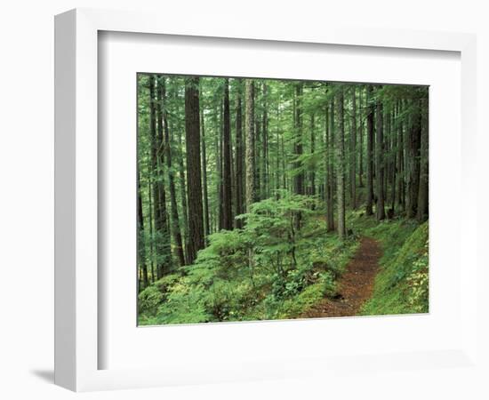 Silver Falls Trail, Mt. Rainier National Park, Washington, USA-Jamie & Judy Wild-Framed Photographic Print