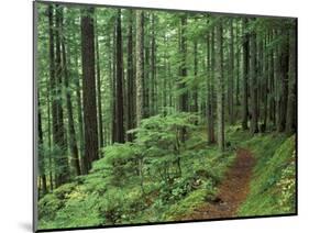 Silver Falls Trail, Mt. Rainier National Park, Washington, USA-Jamie & Judy Wild-Mounted Photographic Print