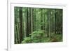 Silver Falls Trail, Mt. Rainier National Park, Washington, USA-Jamie & Judy Wild-Framed Photographic Print