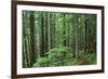 Silver Falls Trail, Mt. Rainier National Park, Washington, USA-Jamie & Judy Wild-Framed Photographic Print