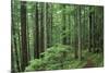 Silver Falls Trail, Mt. Rainier National Park, Washington, USA-Jamie & Judy Wild-Mounted Photographic Print