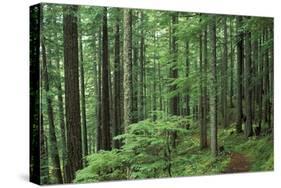 Silver Falls Trail, Mt. Rainier National Park, Washington, USA-Jamie & Judy Wild-Stretched Canvas