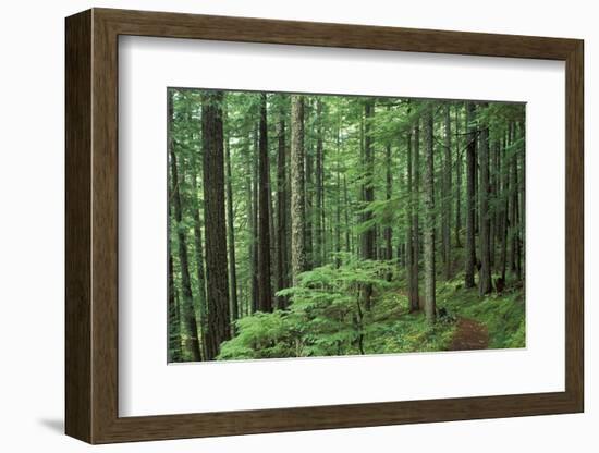 Silver Falls Trail, Mt. Rainier National Park, Washington, USA-Jamie & Judy Wild-Framed Photographic Print