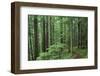 Silver Falls Trail, Mt. Rainier National Park, Washington, USA-Jamie & Judy Wild-Framed Photographic Print