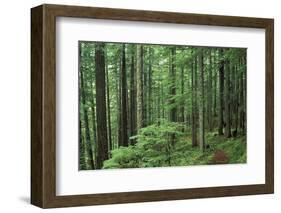 Silver Falls Trail, Mt. Rainier National Park, Washington, USA-Jamie & Judy Wild-Framed Photographic Print