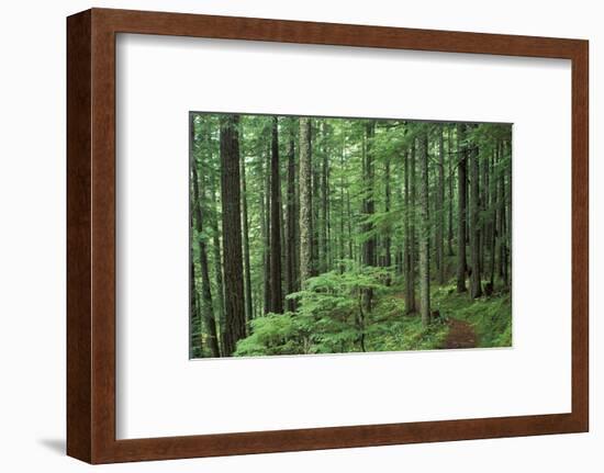 Silver Falls Trail, Mt. Rainier National Park, Washington, USA-Jamie & Judy Wild-Framed Photographic Print