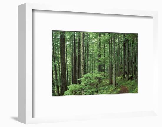 Silver Falls Trail, Mt. Rainier National Park, Washington, USA-Jamie & Judy Wild-Framed Photographic Print