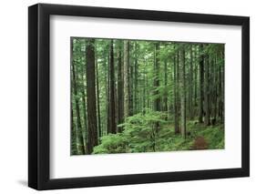 Silver Falls Trail, Mt. Rainier National Park, Washington, USA-Jamie & Judy Wild-Framed Photographic Print