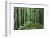 Silver Falls Trail, Mt. Rainier National Park, Washington, USA-Jamie & Judy Wild-Framed Photographic Print