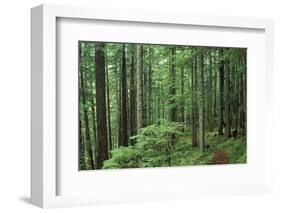 Silver Falls Trail, Mt. Rainier National Park, Washington, USA-Jamie & Judy Wild-Framed Photographic Print