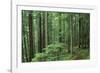 Silver Falls Trail, Mt. Rainier National Park, Washington, USA-Jamie & Judy Wild-Framed Photographic Print