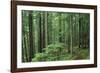 Silver Falls Trail, Mt. Rainier National Park, Washington, USA-Jamie & Judy Wild-Framed Photographic Print