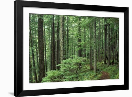 Silver Falls Trail, Mt. Rainier National Park, Washington, USA-Jamie & Judy Wild-Framed Photographic Print