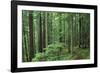 Silver Falls Trail, Mt. Rainier National Park, Washington, USA-Jamie & Judy Wild-Framed Photographic Print