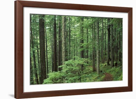 Silver Falls Trail, Mt. Rainier National Park, Washington, USA-Jamie & Judy Wild-Framed Photographic Print