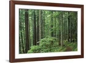 Silver Falls Trail, Mt. Rainier National Park, Washington, USA-Jamie & Judy Wild-Framed Photographic Print