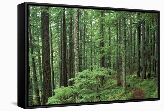 Silver Falls Trail, Mt. Rainier National Park, Washington, USA-Jamie & Judy Wild-Framed Stretched Canvas