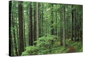 Silver Falls Trail, Mt. Rainier National Park, Washington, USA-Jamie & Judy Wild-Stretched Canvas