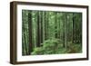 Silver Falls Trail, Mt. Rainier National Park, Washington, USA-Jamie & Judy Wild-Framed Photographic Print