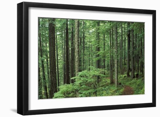 Silver Falls Trail, Mt. Rainier National Park, Washington, USA-Jamie & Judy Wild-Framed Photographic Print