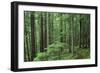 Silver Falls Trail, Mt. Rainier National Park, Washington, USA-Jamie & Judy Wild-Framed Photographic Print