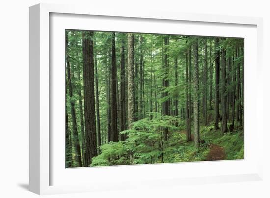 Silver Falls Trail, Mt. Rainier National Park, Washington, USA-Jamie & Judy Wild-Framed Photographic Print