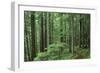 Silver Falls Trail, Mt. Rainier National Park, Washington, USA-Jamie & Judy Wild-Framed Photographic Print