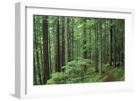 Silver Falls Trail, Mt. Rainier National Park, Washington, USA-Jamie & Judy Wild-Framed Photographic Print