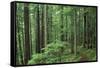 Silver Falls Trail, Mt. Rainier National Park, Washington, USA-Jamie & Judy Wild-Framed Stretched Canvas