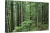 Silver Falls Trail, Mt. Rainier National Park, Washington, USA-Jamie & Judy Wild-Stretched Canvas