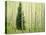 Silver FIr in Aspen Grove, White River National Forest, Colorado, USA-Charles Gurche-Stretched Canvas