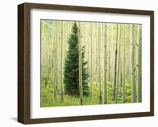 Silver FIr in Aspen Grove, White River National Forest, Colorado, USA-Charles Gurche-Framed Premium Photographic Print