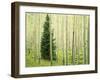 Silver FIr in Aspen Grove, White River National Forest, Colorado, USA-Charles Gurche-Framed Premium Photographic Print