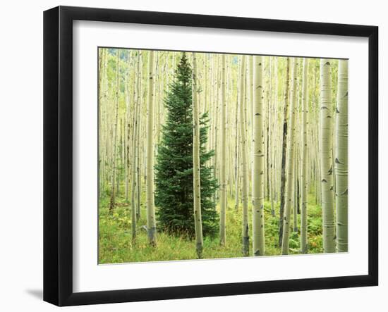 Silver FIr in Aspen Grove, White River National Forest, Colorado, USA-Charles Gurche-Framed Premium Photographic Print