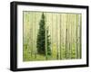 Silver FIr in Aspen Grove, White River National Forest, Colorado, USA-Charles Gurche-Framed Premium Photographic Print