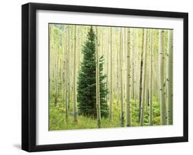 Silver FIr in Aspen Grove, White River National Forest, Colorado, USA-Charles Gurche-Framed Premium Photographic Print