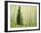 Silver FIr in Aspen Grove, White River National Forest, Colorado, USA-Charles Gurche-Framed Premium Photographic Print