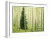 Silver FIr in Aspen Grove, White River National Forest, Colorado, USA-Charles Gurche-Framed Premium Photographic Print