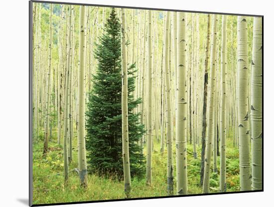 Silver FIr in Aspen Grove, White River National Forest, Colorado, USA-Charles Gurche-Mounted Premium Photographic Print