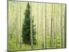 Silver FIr in Aspen Grove, White River National Forest, Colorado, USA-Charles Gurche-Mounted Premium Photographic Print