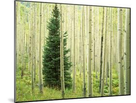 Silver FIr in Aspen Grove, White River National Forest, Colorado, USA-Charles Gurche-Mounted Premium Photographic Print