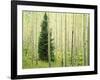 Silver FIr in Aspen Grove, White River National Forest, Colorado, USA-Charles Gurche-Framed Photographic Print