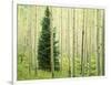 Silver FIr in Aspen Grove, White River National Forest, Colorado, USA-Charles Gurche-Framed Photographic Print