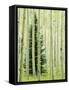 Silver FIr in Aspen Grove, White River National Forest, Colorado, USA-Charles Gurche-Framed Stretched Canvas