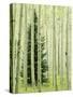 Silver FIr in Aspen Grove, White River National Forest, Colorado, USA-Charles Gurche-Stretched Canvas