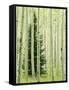 Silver FIr in Aspen Grove, White River National Forest, Colorado, USA-Charles Gurche-Framed Stretched Canvas