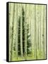 Silver FIr in Aspen Grove, White River National Forest, Colorado, USA-Charles Gurche-Framed Stretched Canvas